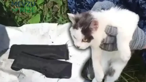 Rusya'da Cezaevine Kaçak Uyuşturucu Taşıyan Kedi Ele Geçirildi!