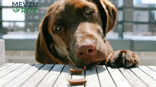 Köpekler için Besin Seçenekleri: Mama Dışında Tüketebilecekleri Sağlıklı Gıdalar