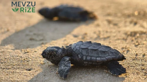 2026'nın İlk Caretta Yavruları Denizde Hayata Merhaba Dedi