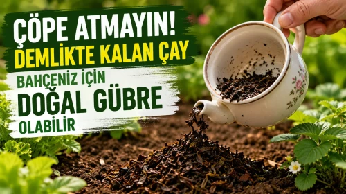 Çöpe Atmayın! Demlikte Kalan Çay Bahçeniz İçin Doğal Gübre Olabilir