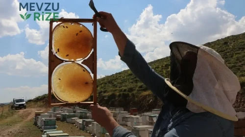 Doğanın mucizesi kovanlardan taşıyor: Coğrafi işaretli lezzette en kaliteli ürün bu sene gelecek!