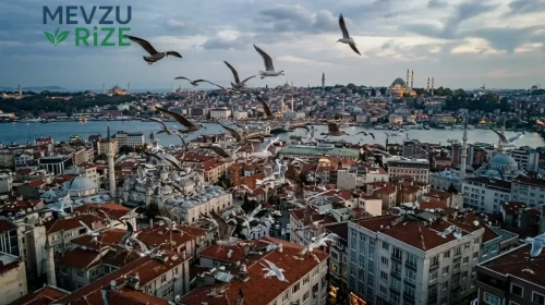 İstanbul'un Gökyüzü Martı Çığlığıyla İnliyor: Uzmanlar, Yavru Beslenme Zamanının Önemi Üzerinde Duruyor!