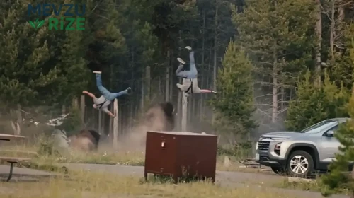 Bisonların Yellowstone'da Korkutucu Saldırısı: Yaşlı Adamı 2,5 Metre Yükseğe Fırlattı!