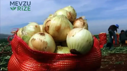 Soğan Fiyatları Neden Rekor Kırıyor? Kilogramı 50 Lirayı Geçti!