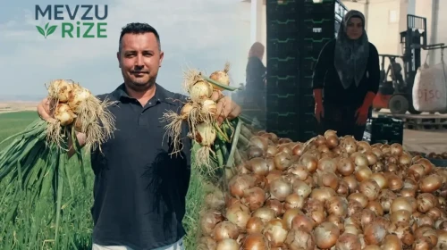 Soğan Fiyatlarında Son Durum: Üreticiler Önümüzdeki 15 Günü İşaret Ediyor