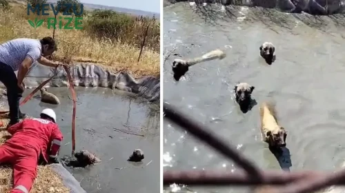 Gölette Tehlikede Kalan Dört Köpek, Vatandaşların Kahramanlığıyla Kurtarıldı!