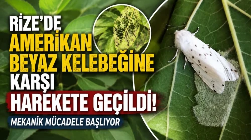 Rize'de Amerikan Beyaz Kelebeğine Karşı Harekete Geçildi! Mekanik Mücadele Başlıyor