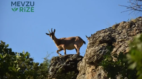 Zirveden Yürüyüş Yoluna İnenler, Tomara Şelalesi'nde Coşku Dolu Anlar Yaşadı