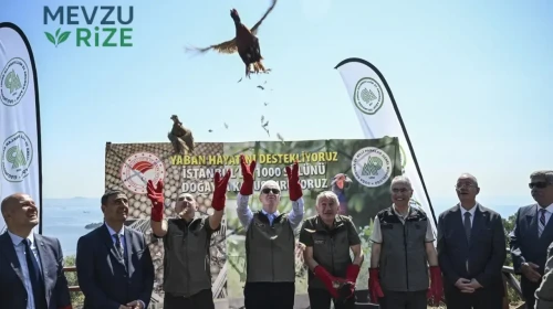Kene ve Kokarca Sorununa Doğal Çözüm: Sülünler Sahada!