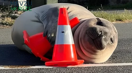 Trafikte Şok: 1 Tonluk Fok Balığı Konileri Aşarak Yolları Kapatıyor!
