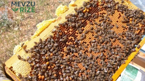 Malatya'dan Gelen Sağlık Mucizesi: Keven Balında 65 Ton Üretim Tahmini!