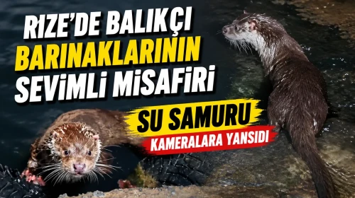 Rize'de Balıkçı Barınaklarının Sevimli Misafiri Su Samuru Kameralara Yansıdı
