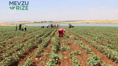 Tarımda Üretici Fiyatları Yükselişte: Sebze Fiyatları Yıllık Bazda Yüzde 60’ı Geçti!