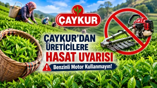 ÇAYKUR'dan Üreticilere Hasat Uyarısı: Benzinli Motor Kullanmayın