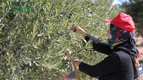 Zeytin Üreticilerinden Destek Çağrısı: Artan Hasat Maliyetleri Ekonomik Zorluklar Yarattı