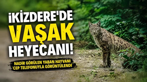 İkizdere'de Vaşak Heyecanı! Nadir Görülen Yaban Hayvanı Cep Telefonuyla Görüntülendi