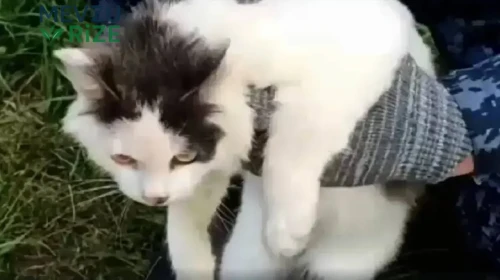 Cezaevine uyuşturucu taşıyan kurye kedi suçüstü yakalandı