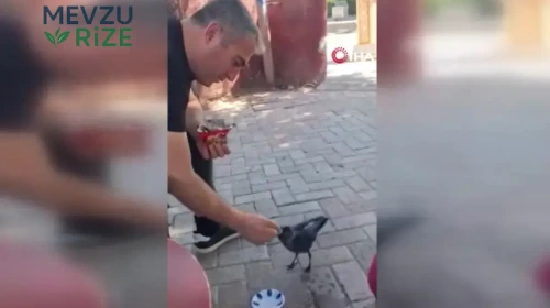 Elazığ’da insanlık dersi: Elleriyle bitkin düşen kargayı besledi