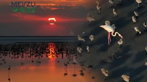 Tuz Gölü'nde Tarihi Rekor: 12.800 Flamingo Yavrusu Hayata Merhaba Dedi!