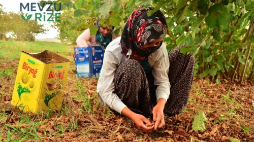 Fındık Hasadında Yeni Yevmiye Ücretleri Açıklandı!