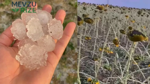 Dolu Felaketi: Ayçiçeği ve Karpuz Hasadında Ciddi Kayıplar Yaşandı