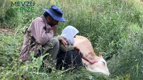 Yürekleri dağlayan anlar: Uçurumdan düşen inek için gözyaşları döken adam saatlerce yas tuttu