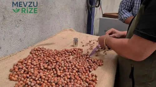 Fındık Üreticileri Yeni Sezon Fiyatlarının Belirlenmesini Bekliyor