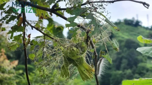Doğu Karadeniz’de Tarım Alanlarını Tehdit Eden Tırtıl Saldırısı!