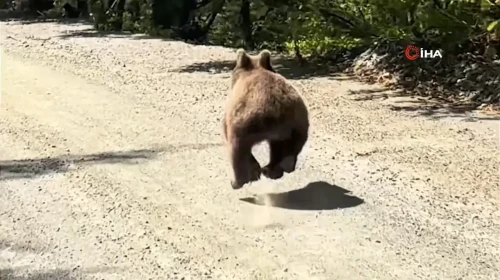 Bolu Yedigöller Yolunda Araçlarla Yarışan Ayı, Kameralara Yansıdı!