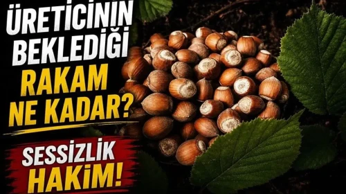 Fındık Piyasasında Durgunluk: Üreticilerin Beklentileri Neler?