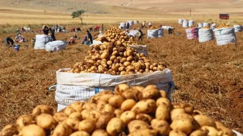 Patates Fiyatlarında Artış: Sandıklı'da Hasat Dönemi Başladı!