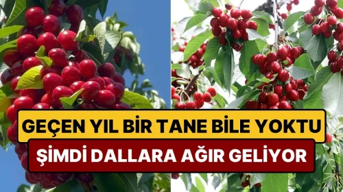 Tarihte Eşine Rastlanmayan Hasat Rekoru Kırıldı: Meyveler Ağaçları Ezip Geçti, Çiftçiler Sevinç İçinde!