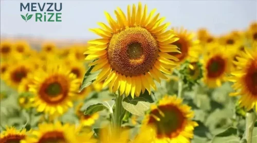 Ticaret Bakanlığı'ndan Önemli Açıklama: Ayçiçeği Tohumuna Uygulanan Gümrük Vergisi Süresi İleri Alındı!