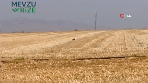 Eskişehir’de Leylek, Partnerinden 5 Gün Boyunca Ayrılmayı Reddetti!