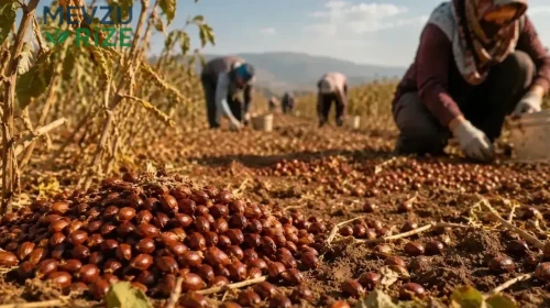 Çinlilerin Gözdesi: Hünnap Meyvesinin Değeri Neden Yükseliyor?