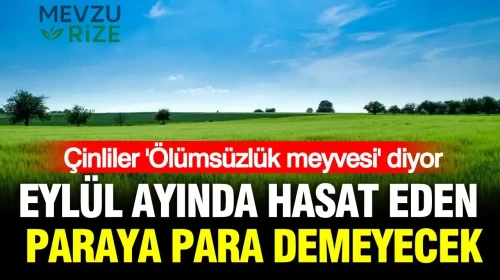 Eylül'de Hasat Edilen 'Ölümsüzlük Meyvesi', Çin'de Yükselen Ekonominin Anahtarı Olacak