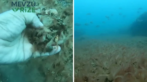 Antalya Kıyılarında Denizin Dibi Peltemsi Bir Tabakayla Kaplandı: Bu Durum Ne Anlama Geliyor?