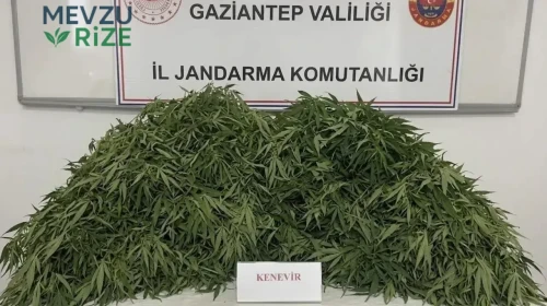 Gaziantep'te Uyuşturucu Operasyonu: 116 Kök Kenevirle 9 Şüpheli Gözaltına Alındı!
