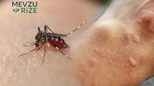 Sivrisineklerden Korunmanın En Etkili Yolları: Yaz Aylarının Kurtarıcısı İpuçları!