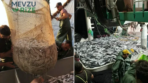 Palamut Sezonu Başlıyor: Fiyatlar 50 Liraya Düşebilir, "Denizlerin Padişahı" Olacak!