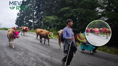 Trabzon'da Yaylacılar Geri Dönüş Yolu Açtı!