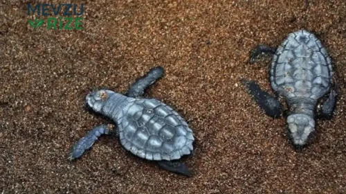 Didim'de 60 Yavru Caretta Caretta Denize Uğurlandı