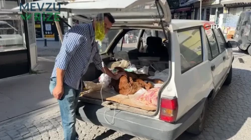 Eskişehir'de Sahipleri Tarafından Araç Bagajında Taşınan Hasta Hayvan Şaşkınlık Yarattı