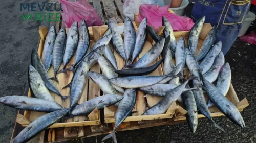 Palamut Balığı Fiyatında Düşüş, Pazarlarda Yoğun İlgi! 75 Liraya Alıcı Buluyor!