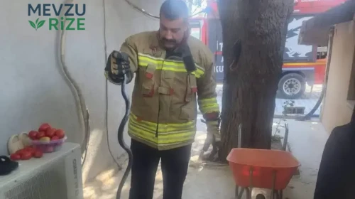 Antakya'da Evde Bulunan Yılan İtfaiye Ekipleri Tarafından Kurtarıldı ve Doğaya Salındı