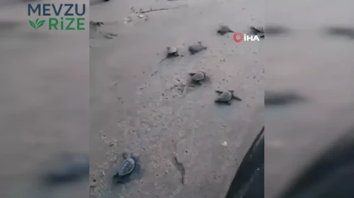 Denizle Buluşan Caretta Caretta Yavruları Sağlıklarıyla Göz Dolduruyor