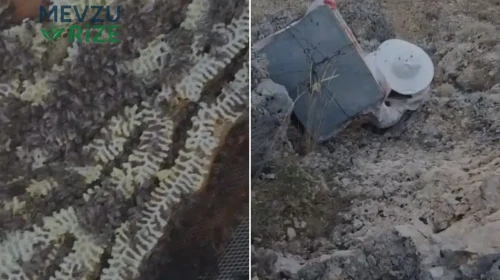 Ayılardan korumak için kovanları uçuruma sarkıttılar: İşte aylarca süren bekleyişin sonucu