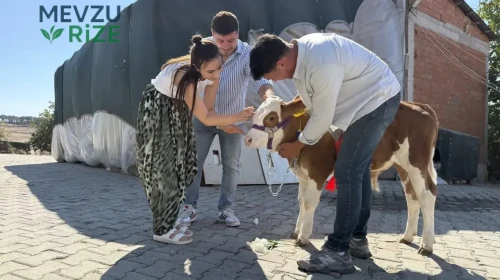 Tekirdağ'da düğünde sıra dışı hediye: Çanakkale'den fön çekip kurdele taktığı buzağıyla salonu salladı