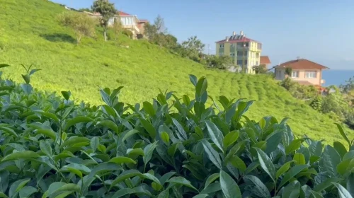 Rize'de 3. Sürgün Çay Sezonu Sürüyor: Kota ve Alım Süreci Nasıl İşliyor?