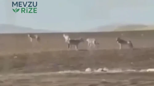 Sivas'ta Kameralara Yansıyan Kurt Sürüsü, Bölge Halkında Korkuya Neden Oldu!
